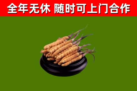 防城港回收冬虫夏草